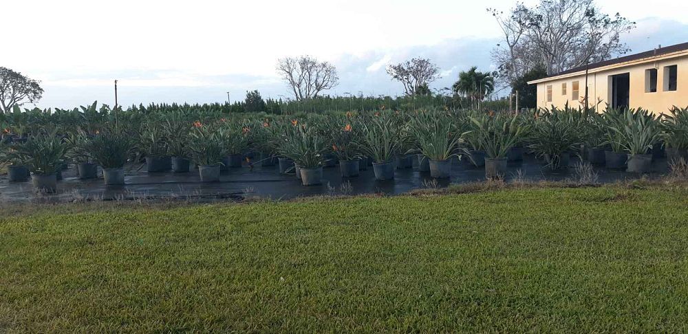 strelitzia-reginae-bird-of-paradise-orange-crane-flower