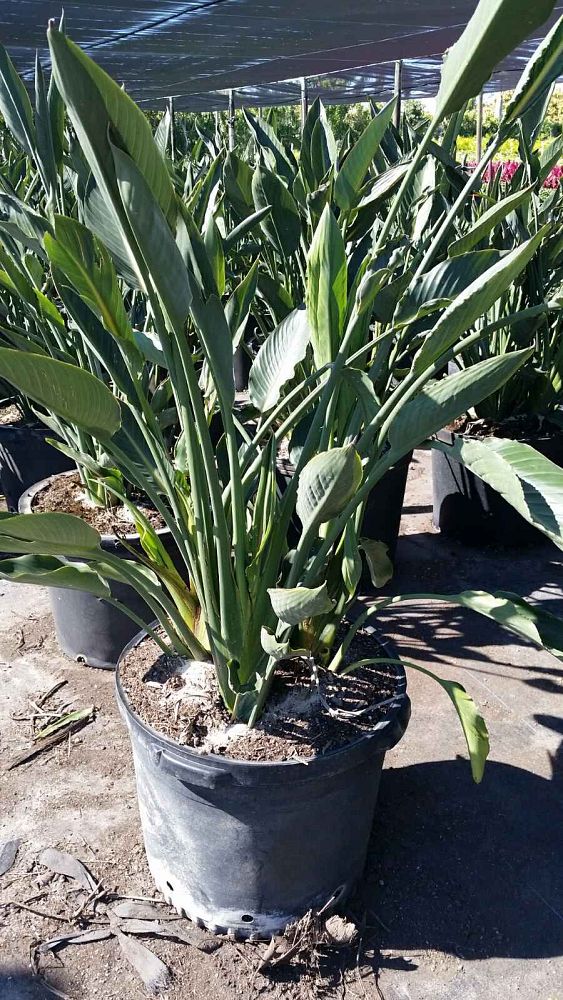 strelitzia-reginae-bird-of-paradise-orange-crane-flower