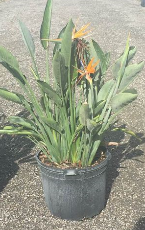strelitzia-reginae-bird-of-paradise-orange-crane-flower