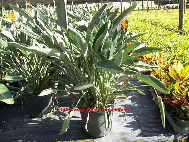 strelitzia-reginae-bird-of-paradise-orange-crane-flower