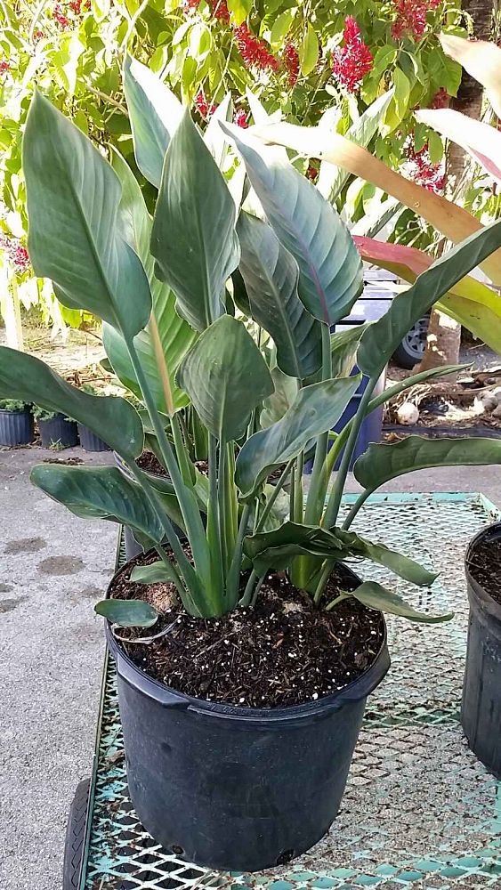 strelitzia-reginae-bird-of-paradise-orange-crane-flower