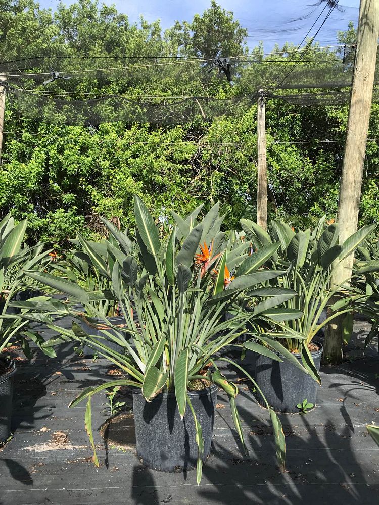 strelitzia-reginae-bird-of-paradise-orange-crane-flower