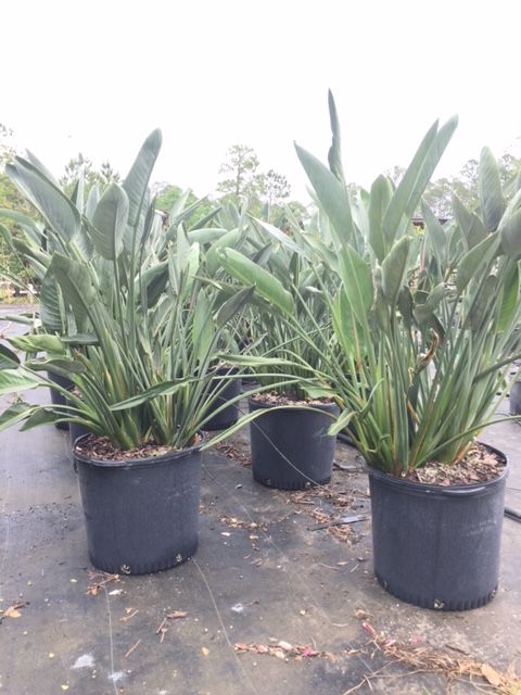 strelitzia-reginae-bird-of-paradise-orange-crane-flower