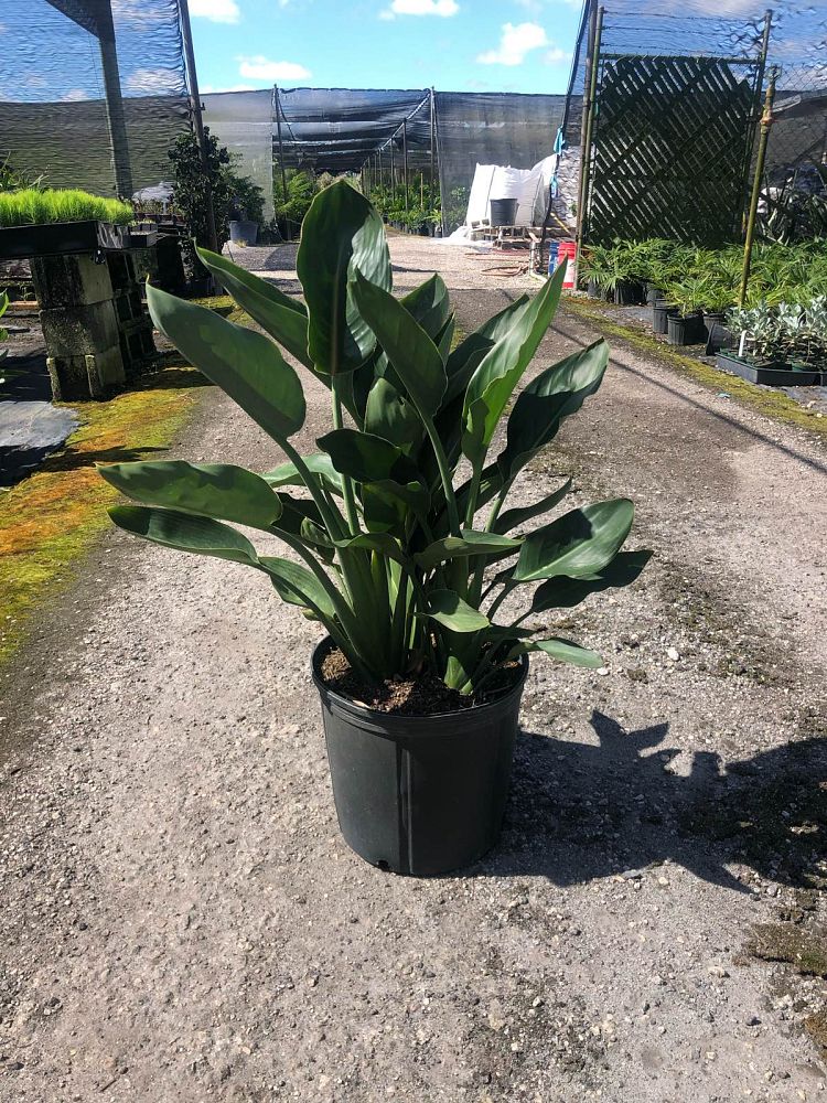 strelitzia-reginae-bird-of-paradise-orange-crane-flower