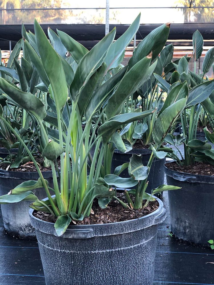 strelitzia-reginae-bird-of-paradise-orange-crane-flower