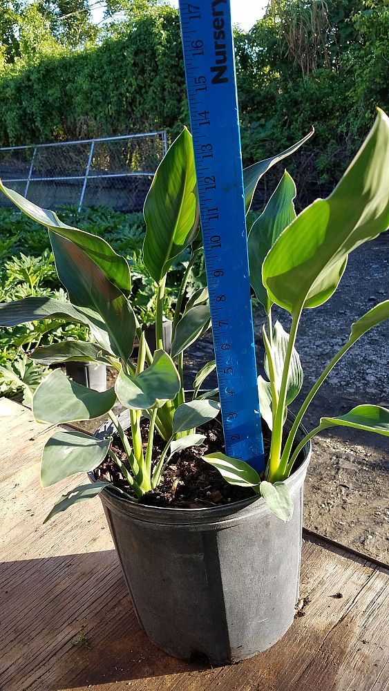strelitzia-reginae-bird-of-paradise-orange-crane-flower