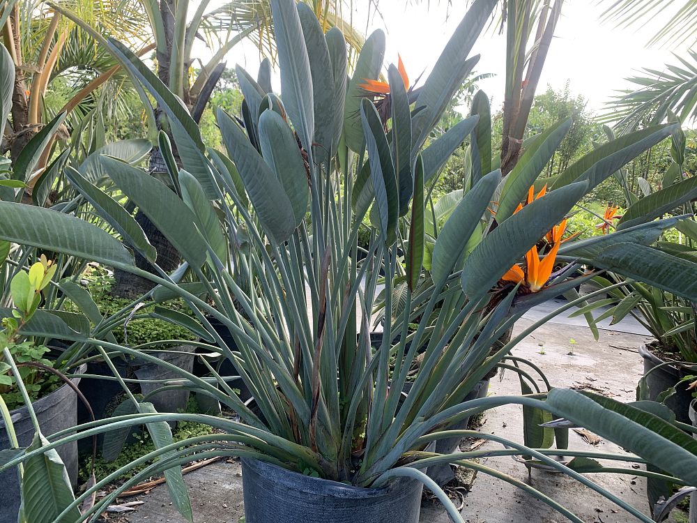 strelitzia-reginae-bird-of-paradise-orange-crane-flower