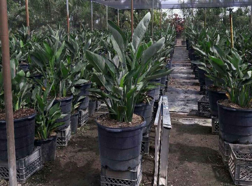 strelitzia-reginae-bird-of-paradise-orange-crane-flower