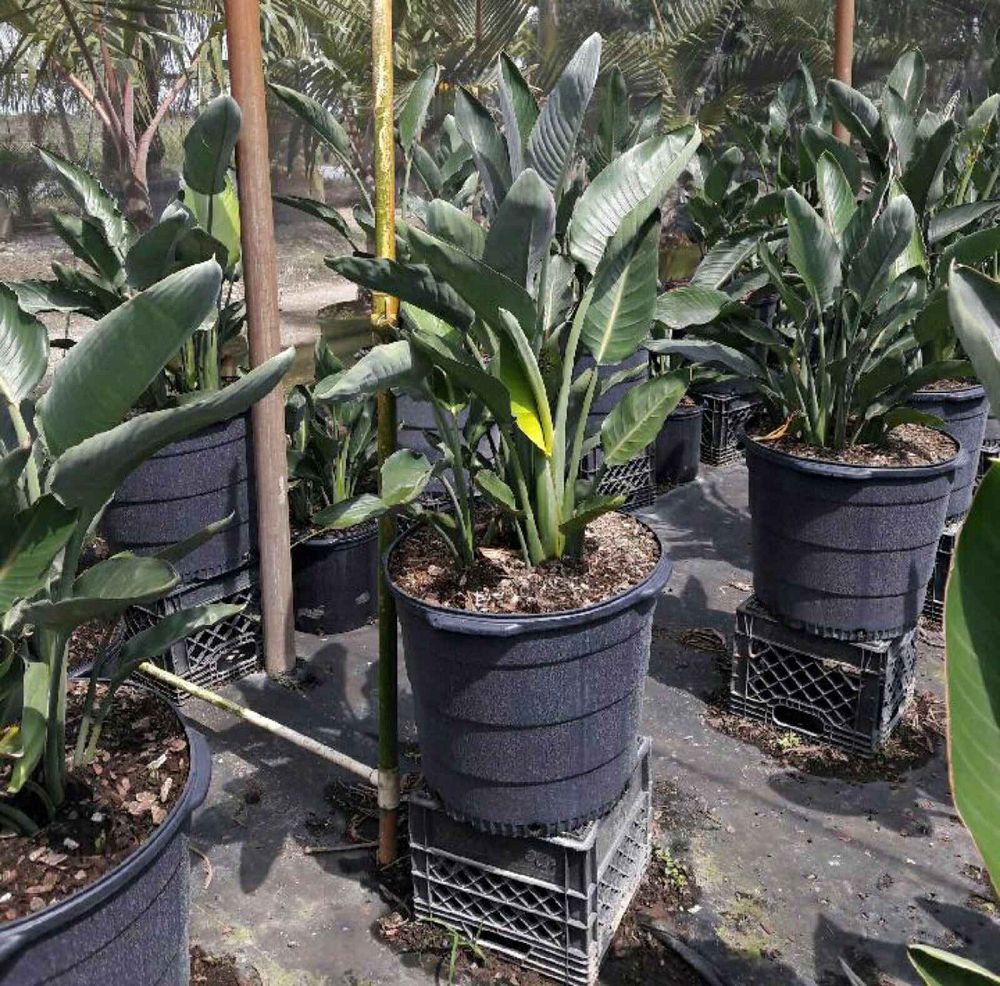 strelitzia-reginae-bird-of-paradise-orange-crane-flower