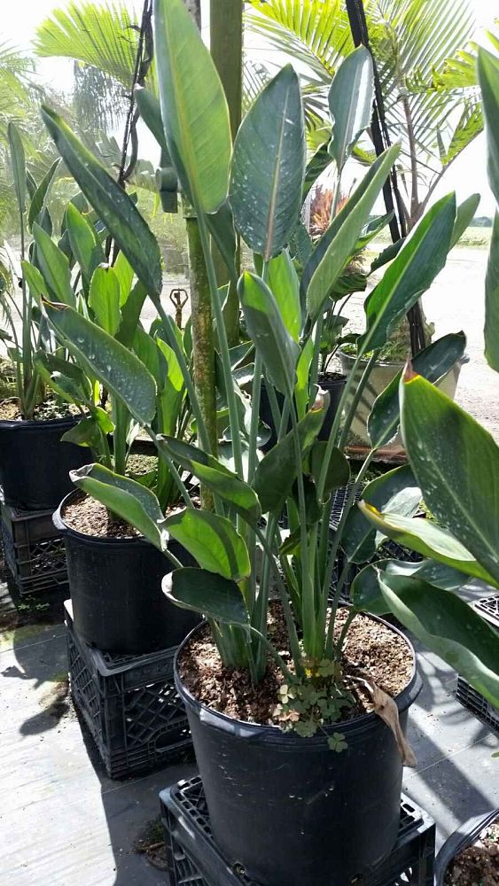 strelitzia-reginae-bird-of-paradise-orange-crane-flower