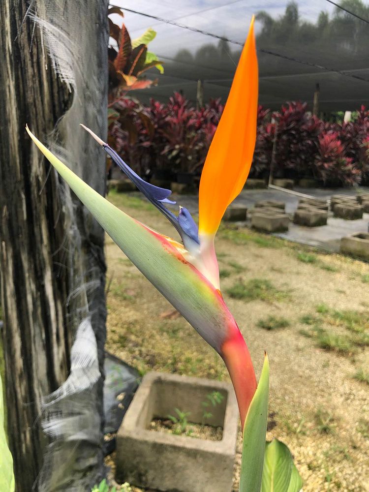 strelitzia-reginae-bird-of-paradise-orange-crane-flower