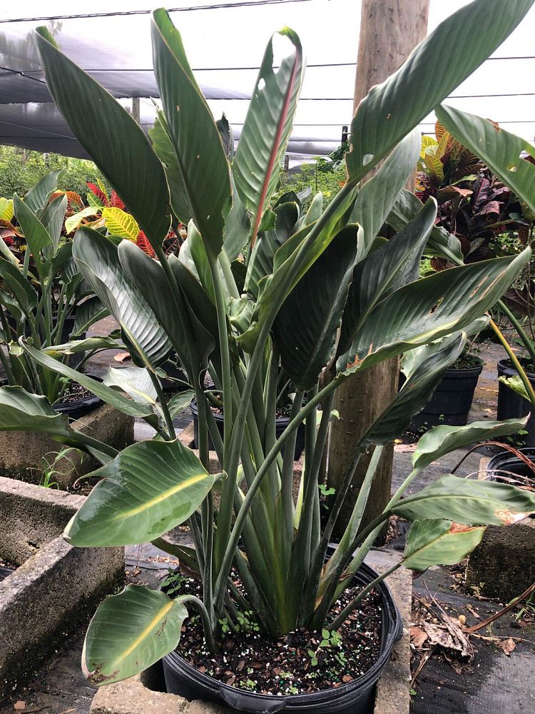 strelitzia-reginae-bird-of-paradise-orange-crane-flower