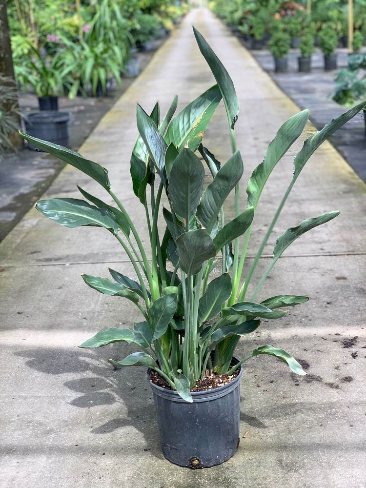 strelitzia-reginae-bird-of-paradise-orange-crane-flower