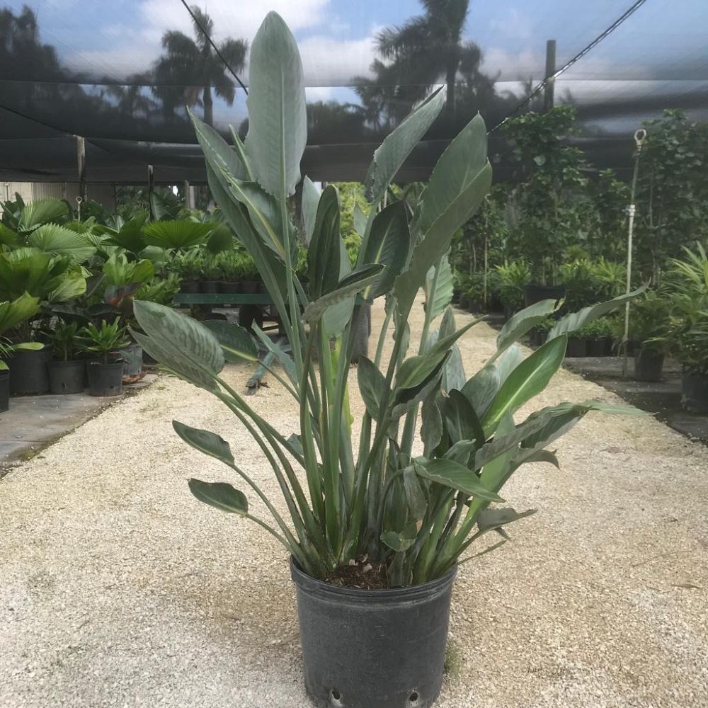 strelitzia-reginae-bird-of-paradise-orange-crane-flower