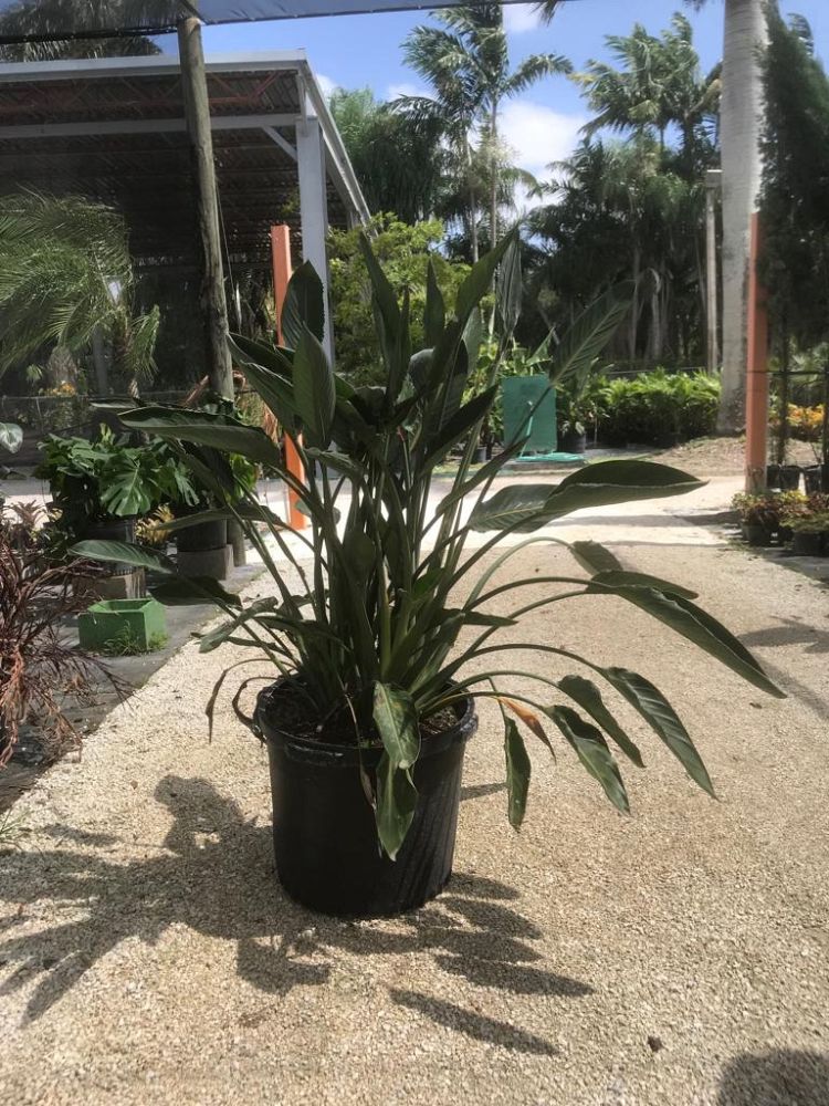 strelitzia-reginae-bird-of-paradise-orange-crane-flower