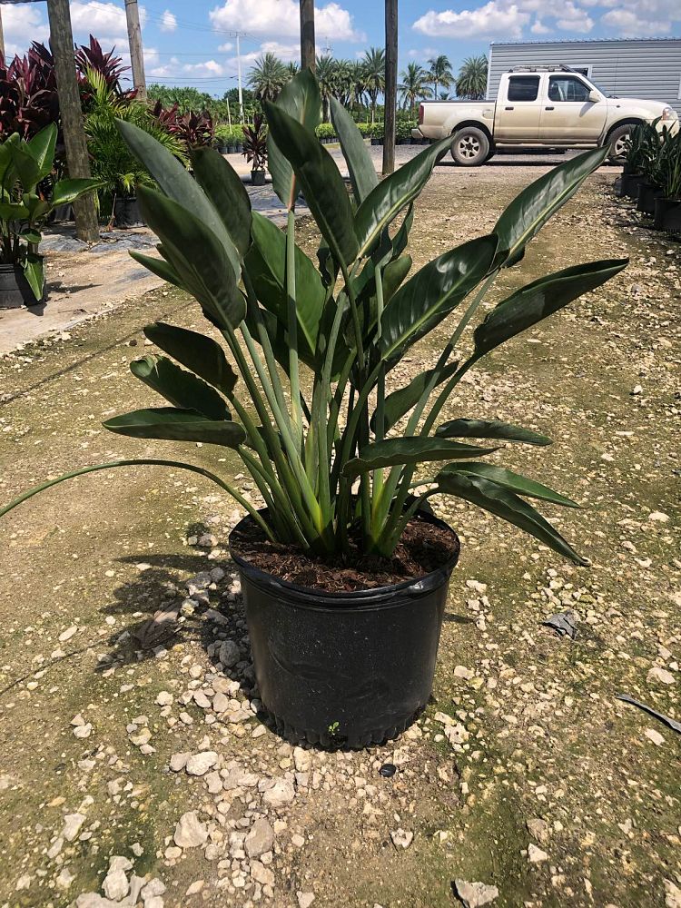 strelitzia-reginae-bird-of-paradise-orange-crane-flower