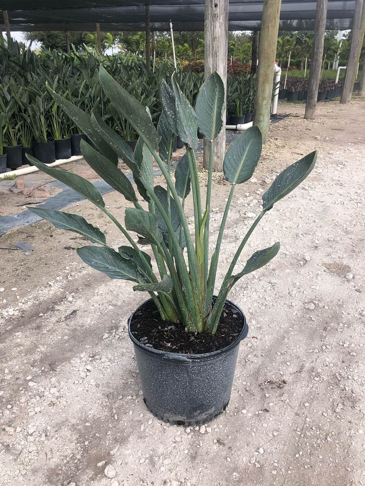 strelitzia-reginae-bird-of-paradise-orange-crane-flower