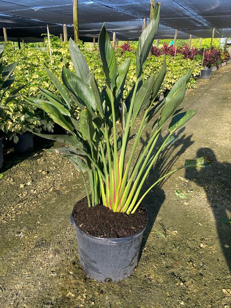 strelitzia-reginae-bird-of-paradise-orange-crane-flower