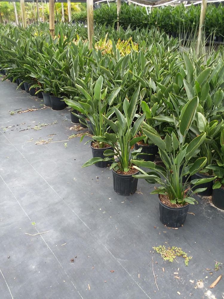 strelitzia-reginae-bird-of-paradise-orange-crane-flower
