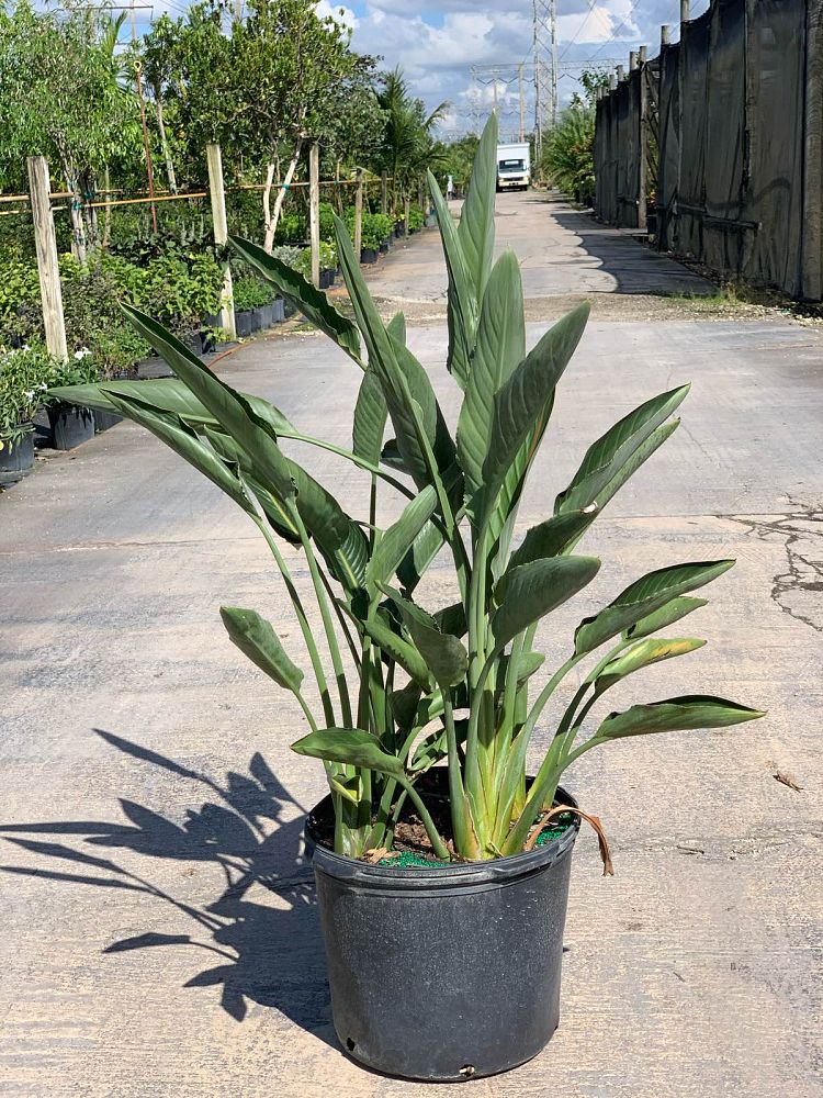 strelitzia-reginae-bird-of-paradise-orange-crane-flower