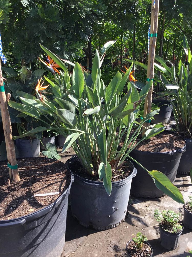 strelitzia-reginae-bird-of-paradise-orange-crane-flower