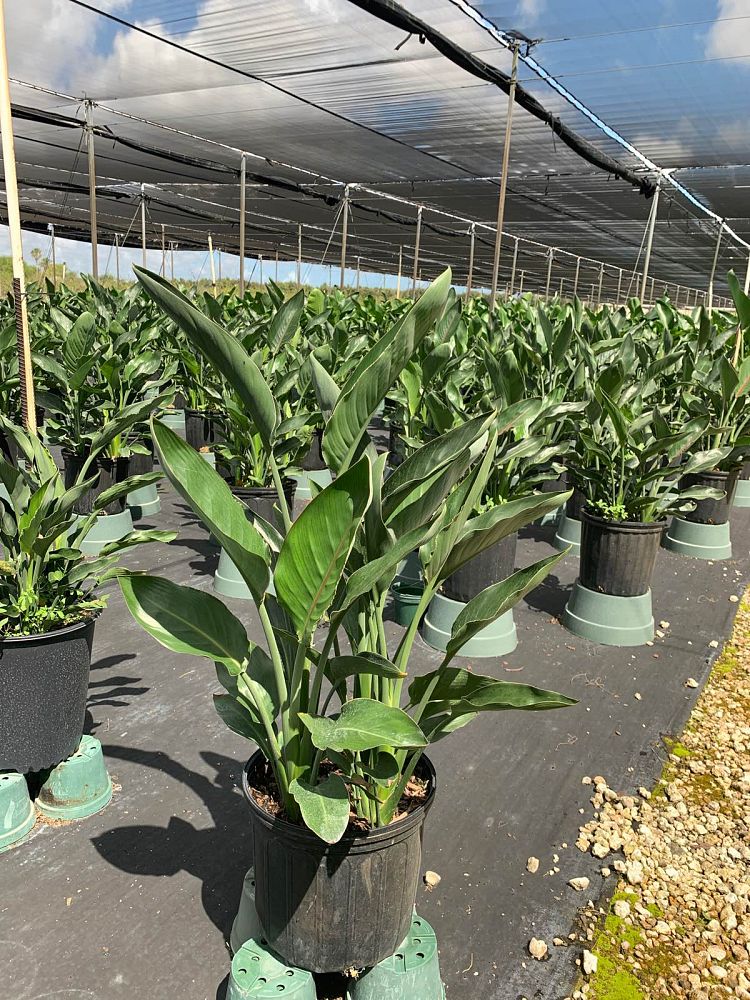 strelitzia-reginae-bird-of-paradise-orange-crane-flower