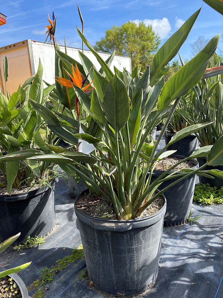 strelitzia-reginae-bird-of-paradise-orange-crane-flower