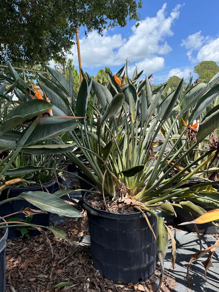 strelitzia-reginae-bird-of-paradise-orange-crane-flower