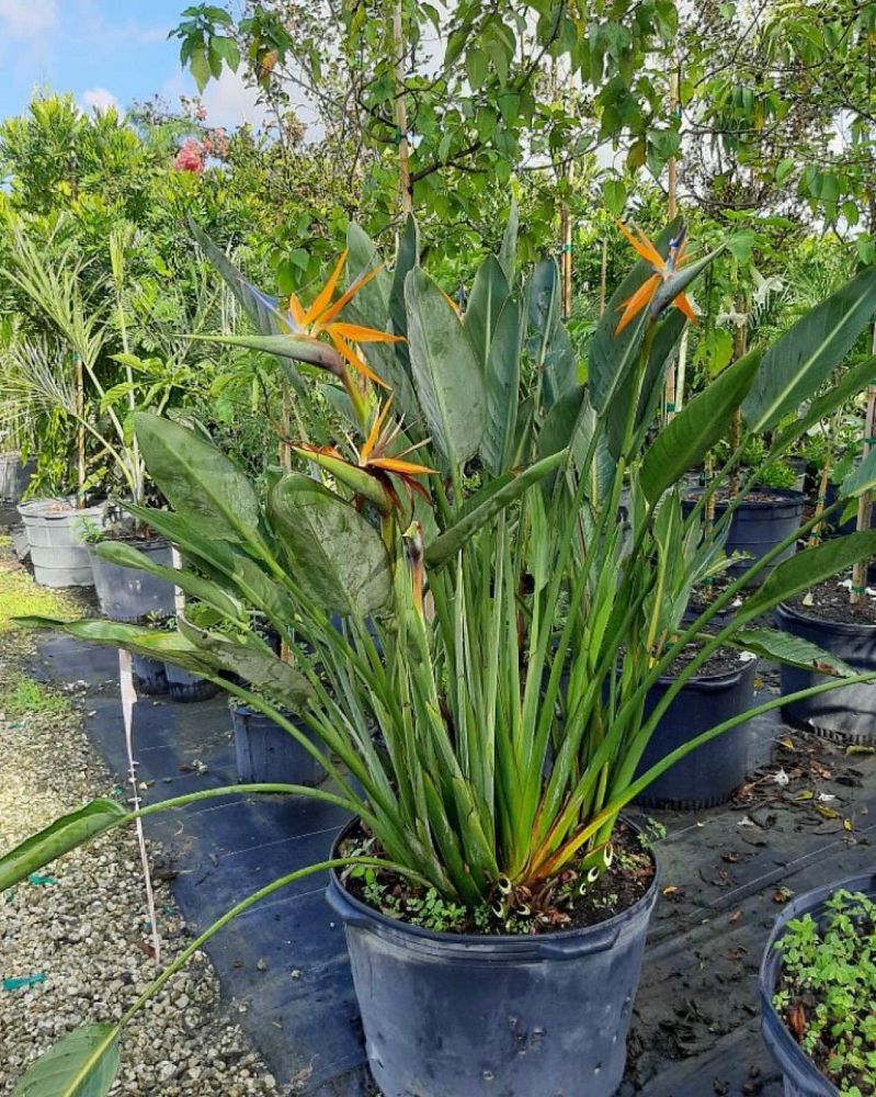 strelitzia-reginae-bird-of-paradise-orange-crane-flower