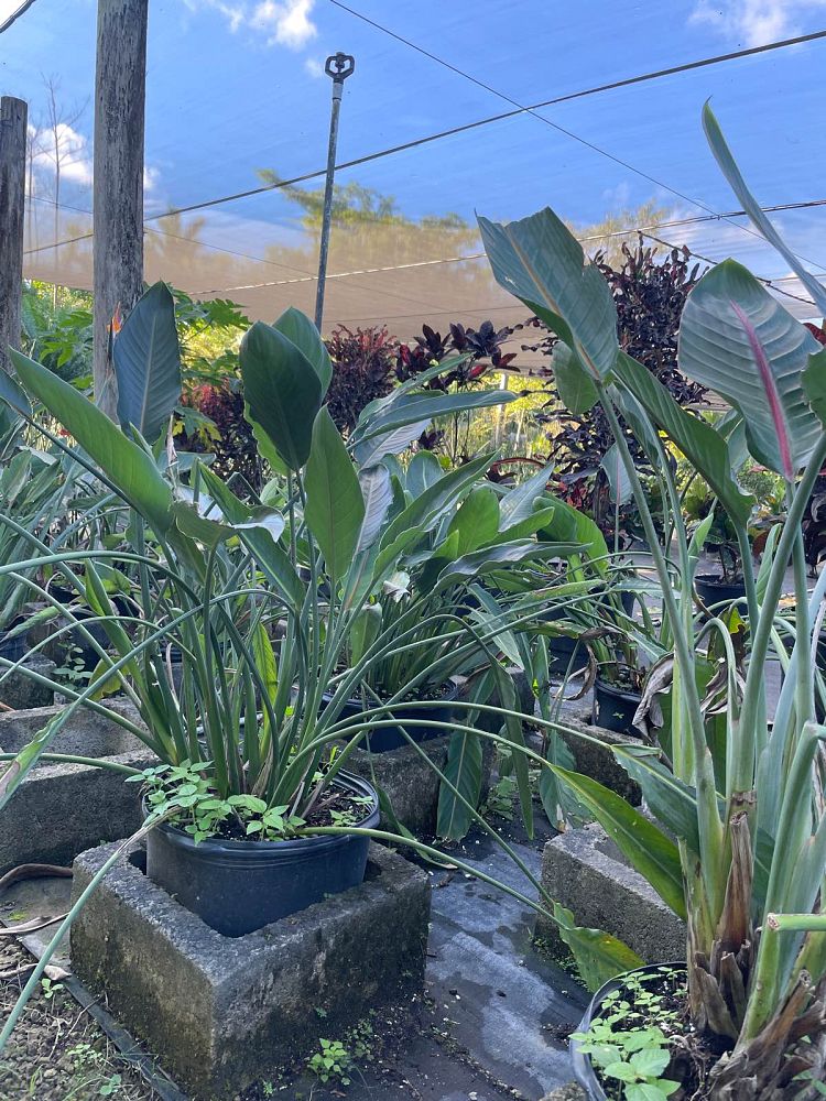 strelitzia-reginae-bird-of-paradise-orange-crane-flower