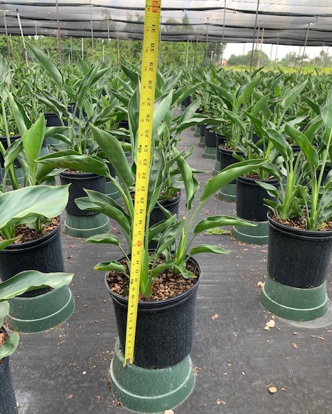 strelitzia-reginae-bird-of-paradise-orange-crane-flower