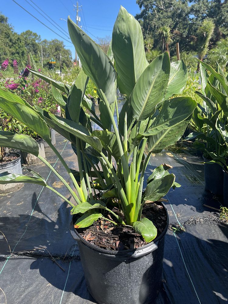 strelitzia-reginae-bird-of-paradise-orange-crane-flower