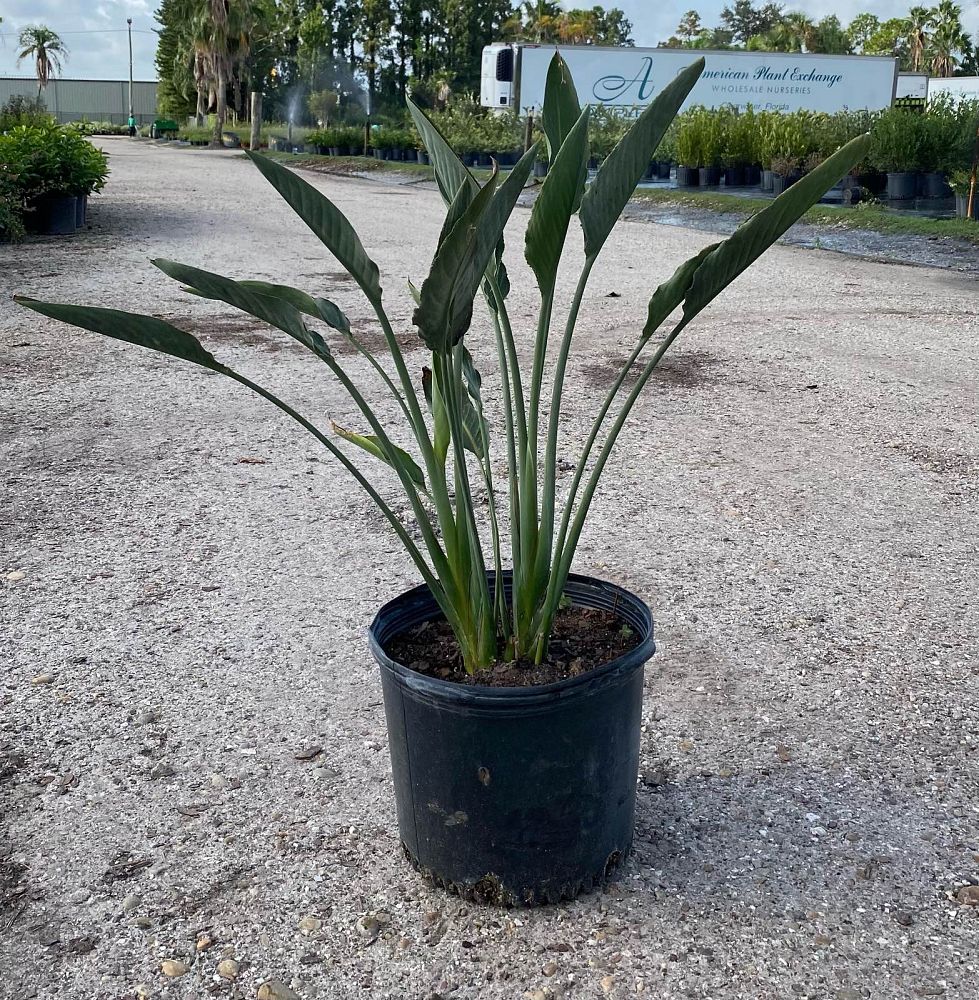 strelitzia-reginae-bird-of-paradise-orange-crane-flower