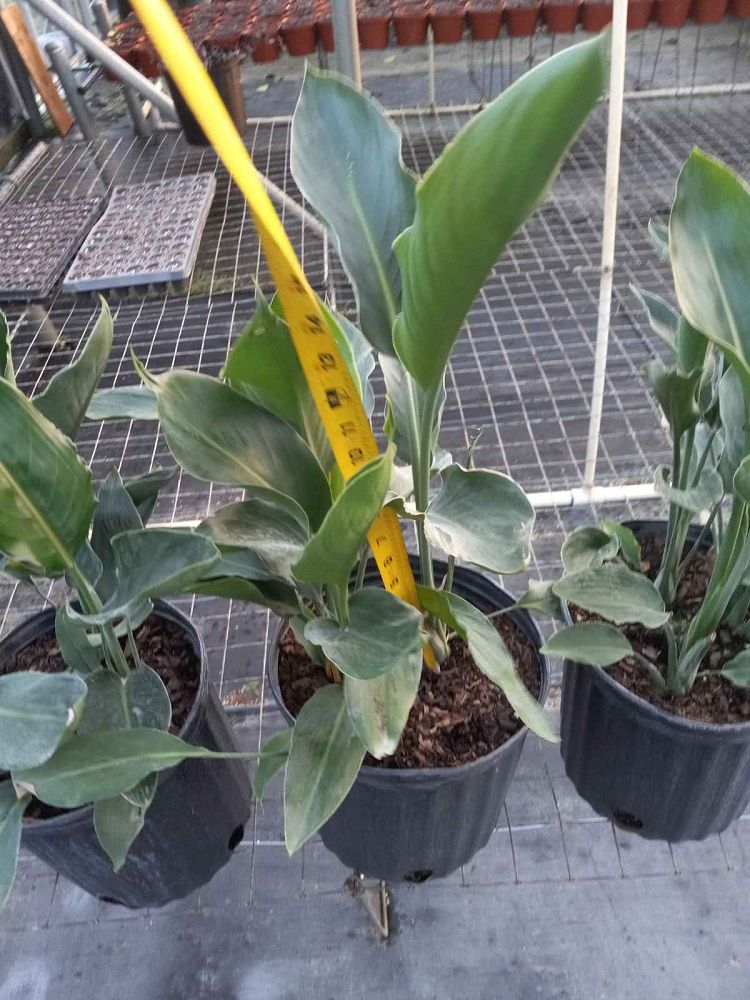 strelitzia-reginae-bird-of-paradise-orange-crane-flower
