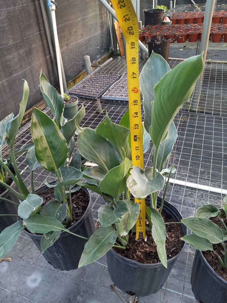 strelitzia-reginae-bird-of-paradise-orange-crane-flower