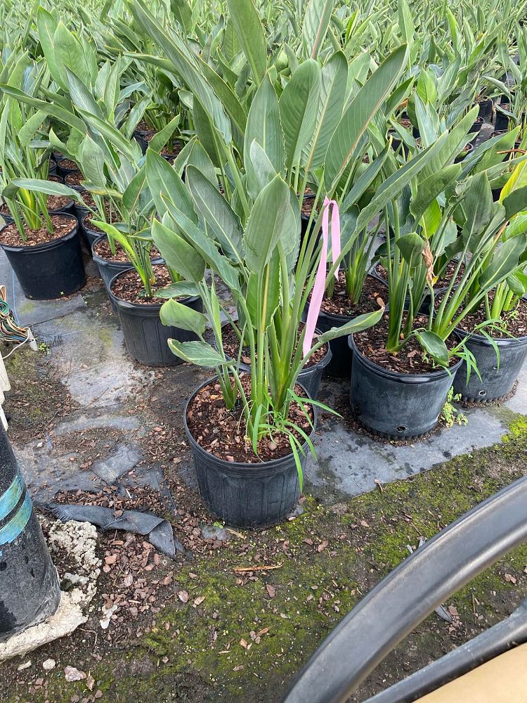 strelitzia-reginae-bird-of-paradise-orange-crane-flower