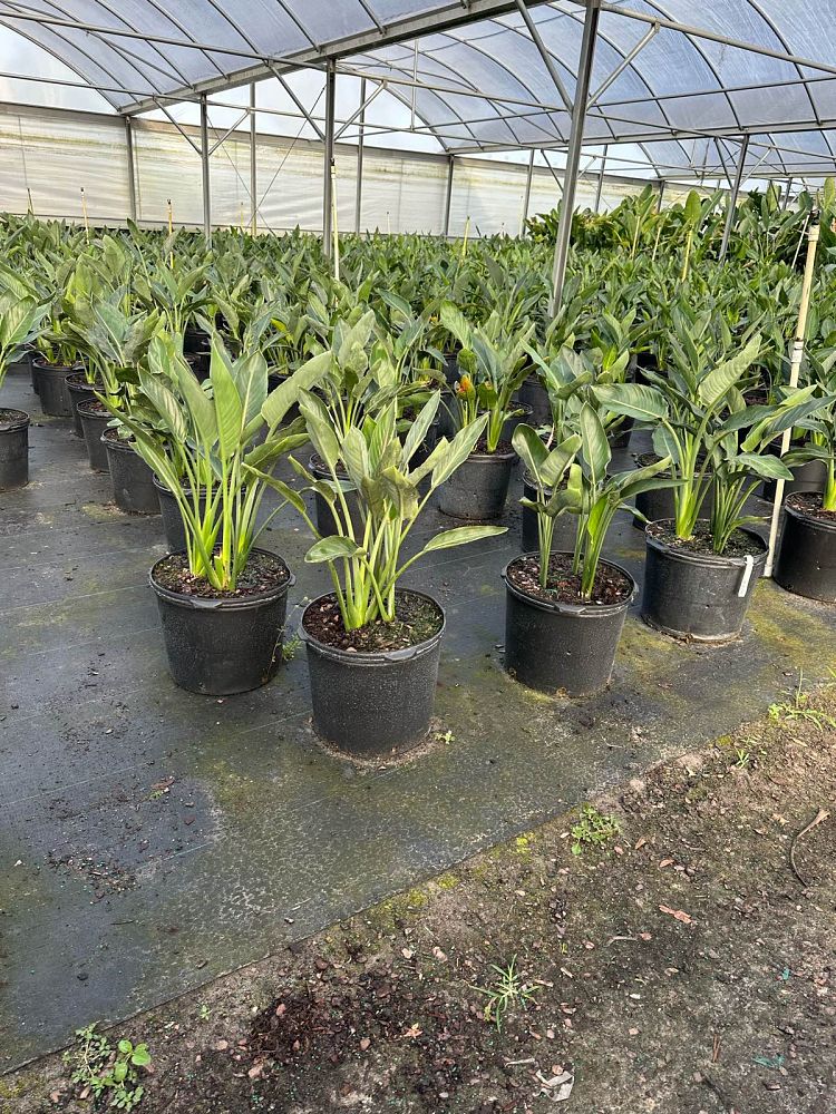 strelitzia-reginae-bird-of-paradise-orange-crane-flower