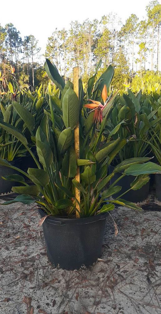 strelitzia-reginae-bird-of-paradise-orange-crane-flower