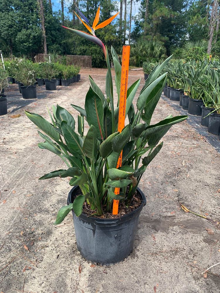 strelitzia-reginae-bird-of-paradise-orange-crane-flower