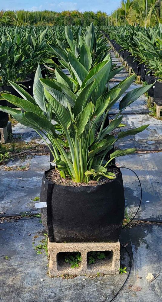 strelitzia-reginae-bird-of-paradise-orange-crane-flower