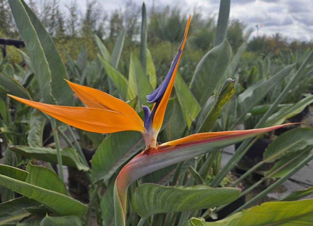 strelitzia-reginae-bird-of-paradise-orange-crane-flower