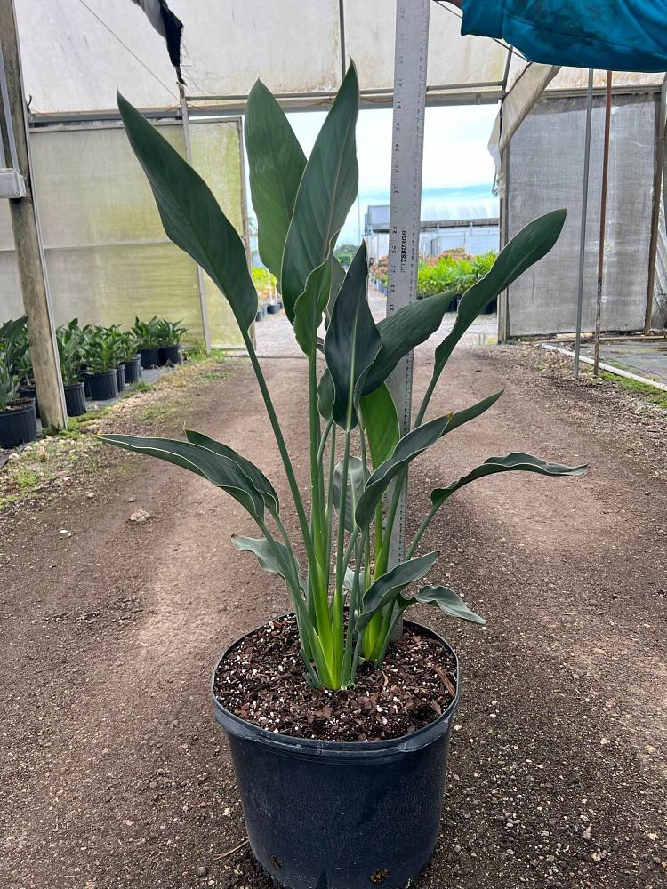 strelitzia-reginae-bird-of-paradise-orange-crane-flower