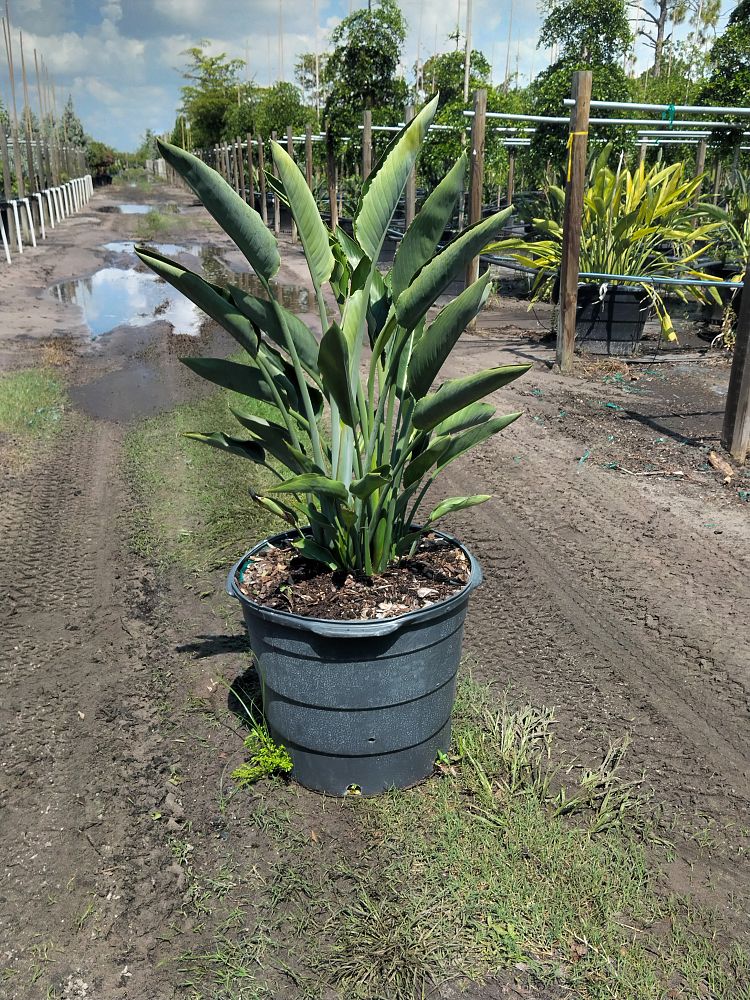 strelitzia-reginae-bird-of-paradise-orange-crane-flower