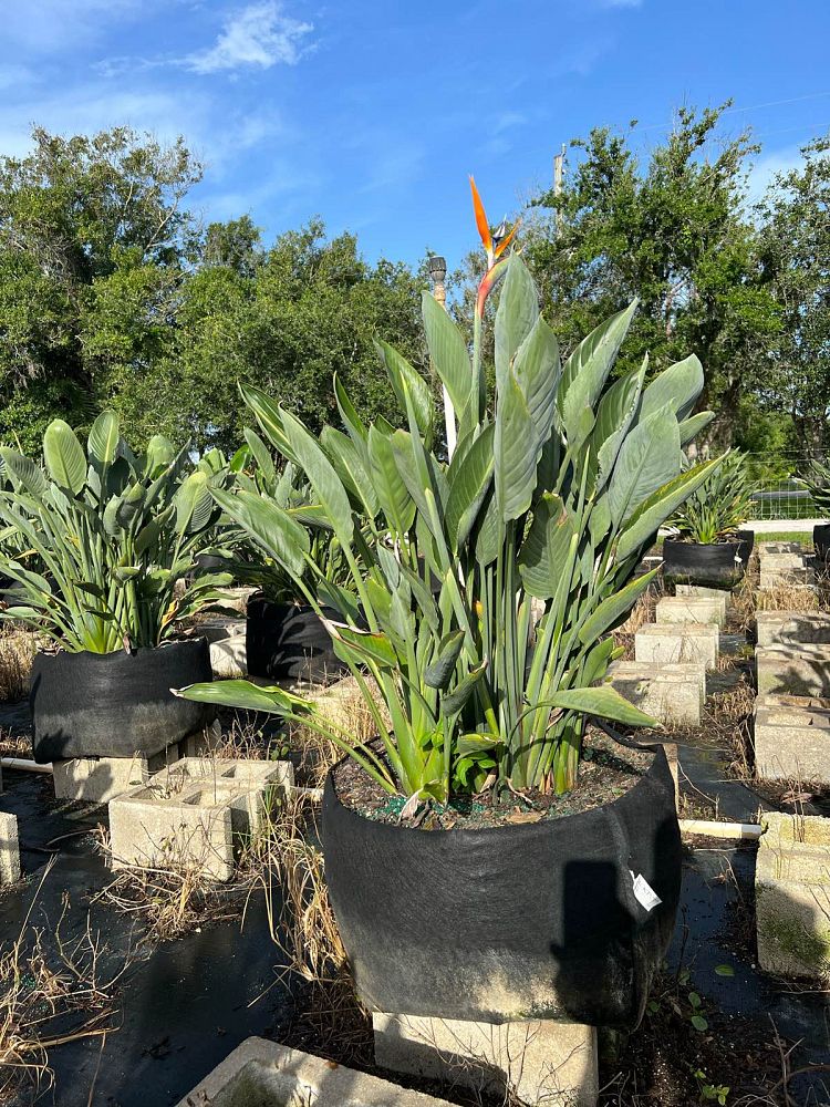 strelitzia-reginae-bird-of-paradise-orange-crane-flower