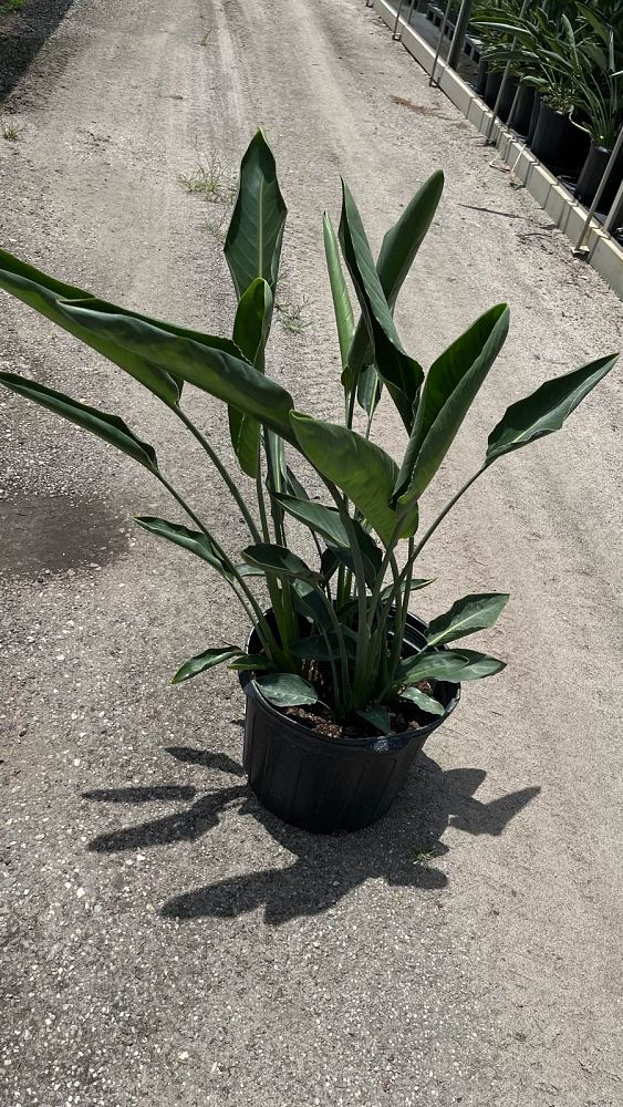 strelitzia-reginae-bird-of-paradise-orange-crane-flower