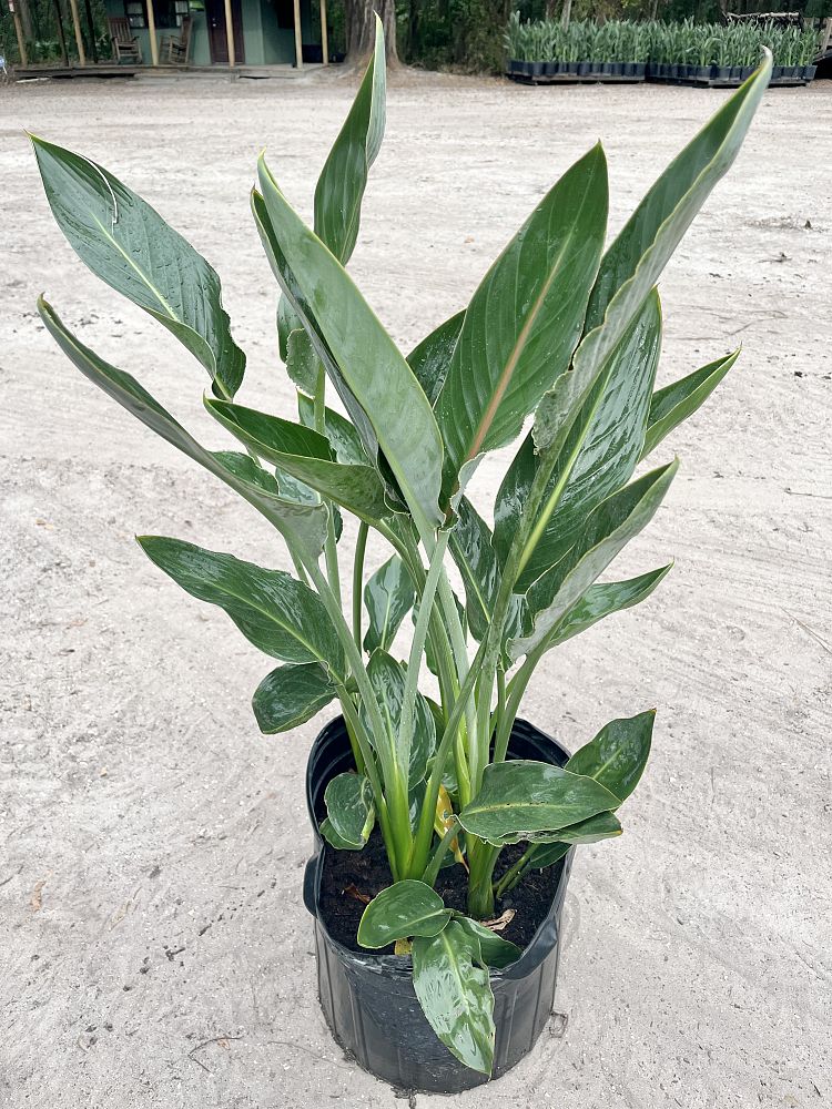 strelitzia-reginae-bird-of-paradise-orange-crane-flower