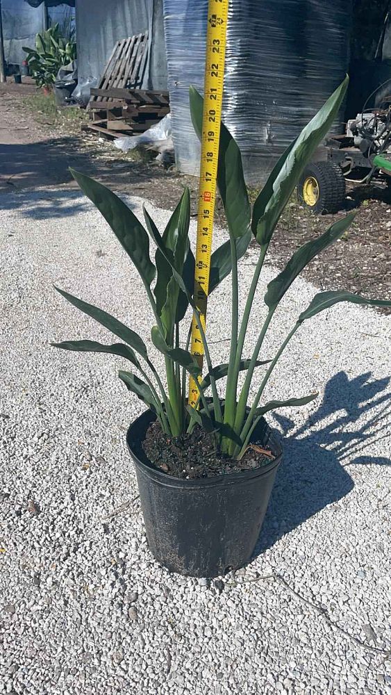 strelitzia-reginae-bird-of-paradise-orange-crane-flower