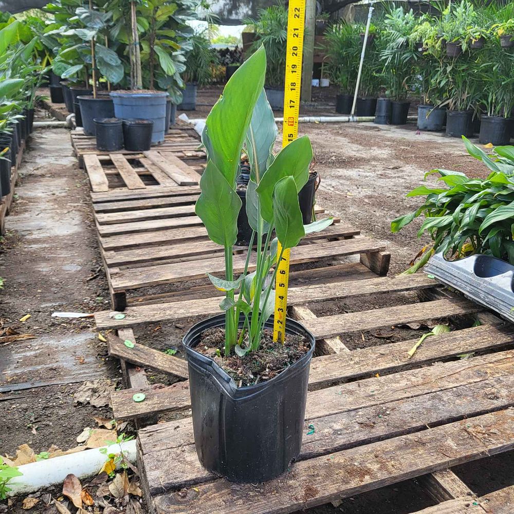 strelitzia-reginae-bird-of-paradise-orange-crane-flower