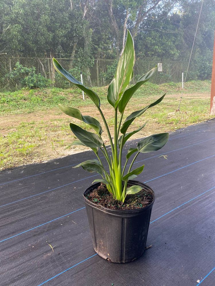 strelitzia-reginae-bird-of-paradise-orange-crane-flower