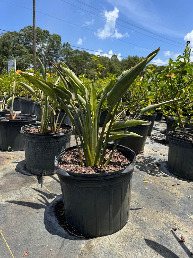 strelitzia-reginae-bird-of-paradise-orange-crane-flower